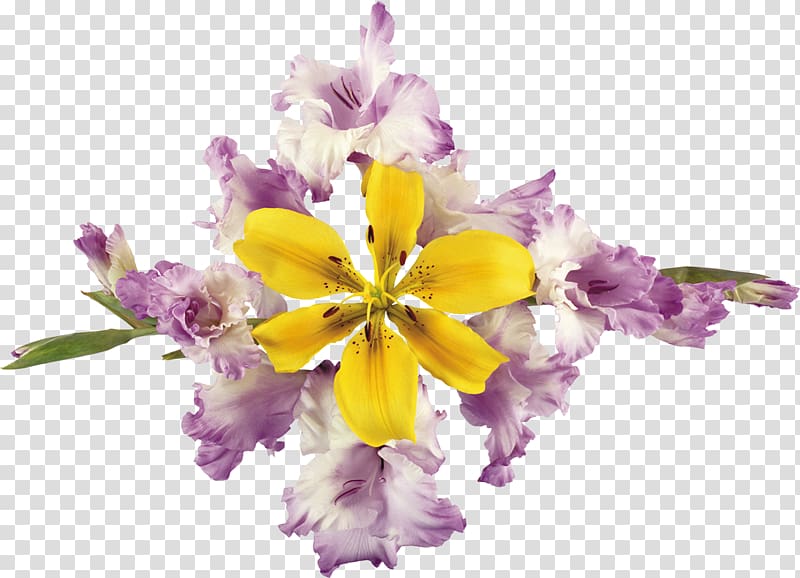 .li .de Lilium Flower .ru, gladiolus transparent background PNG clipart