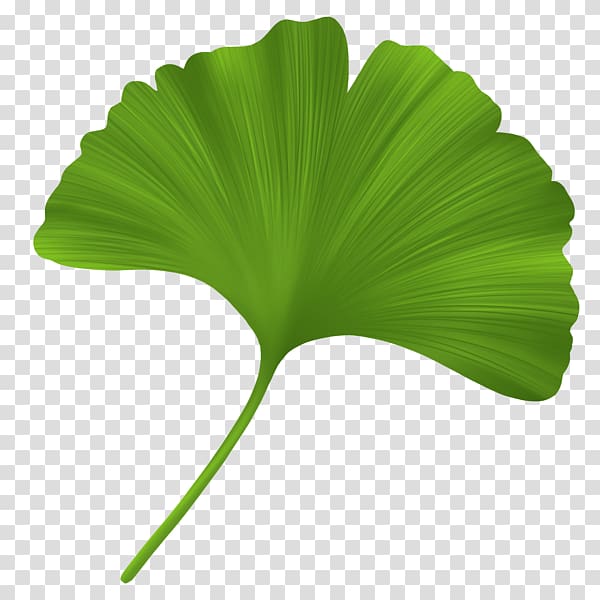 green fan leaf, Ginkgo biloba Leaf Oil Stearic acid Plant, sunflower leaf transparent background PNG clipart