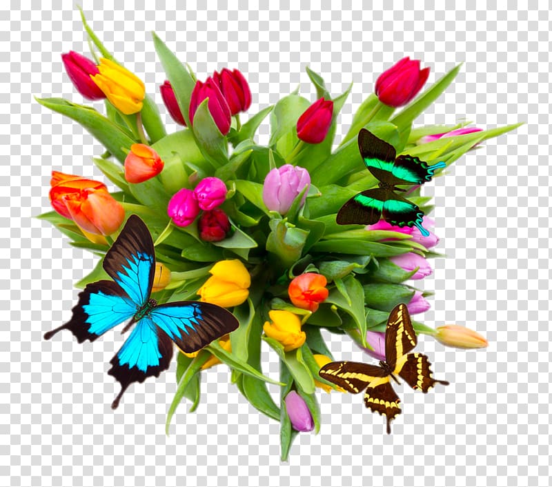 Tulipa pulchella Flower bouquet , Beautiful tulips transparent background PNG clipart