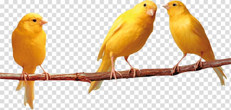 Domestic canary Bird nest Finch Pet, stork transparent background PNG clipart