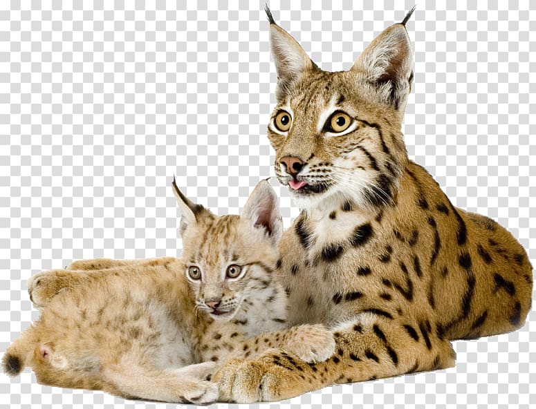 bobcat with kitten illustration, Eurasian lynx Bobcat Canada lynx Felidae, leopard transparent background PNG clipart
