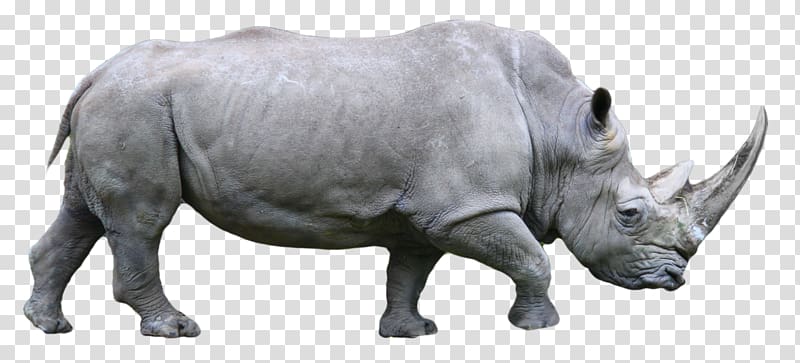Western black rhinoceros White rhinoceros Horn, rhino transparent background PNG clipart
