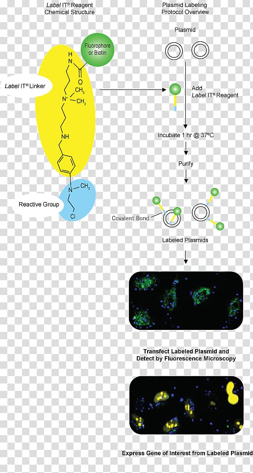 Plasmid Label Nucleic acid Fluorophore, Nucleic Acid Metabolism transparent background PNG clipart