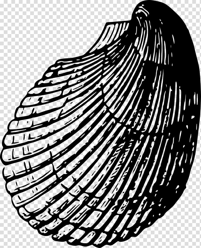 Seashell Cockle , beach material transparent background PNG clipart