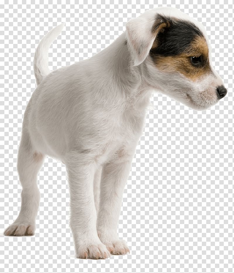 Jack Russell Terrier Miniature Fox Terrier Dog daycare Pet sitting Puppy, puppy transparent background PNG clipart
