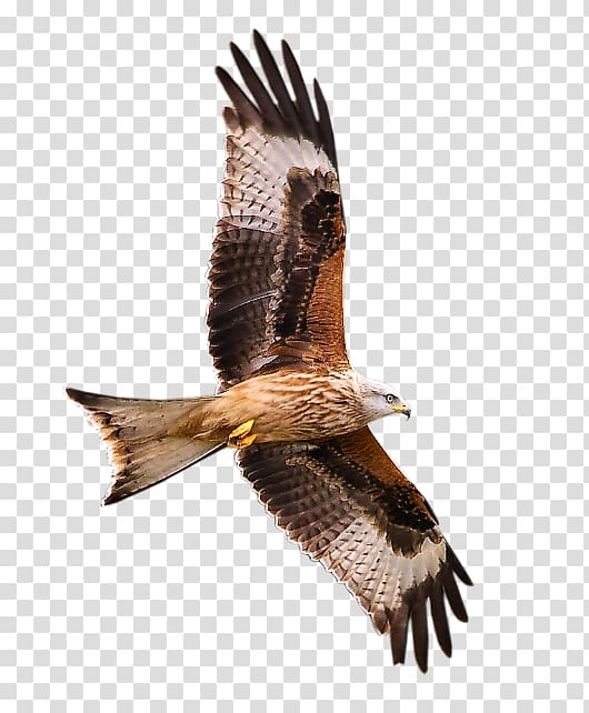 Bird of prey Hawk The Complete Guide to the Birdlife of Britain and Europe Blog, Bird transparent background PNG clipart