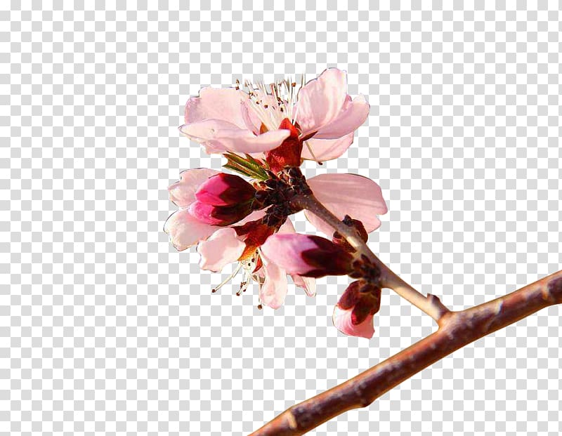 Flower Apricot, Apricot spring transparent background PNG clipart