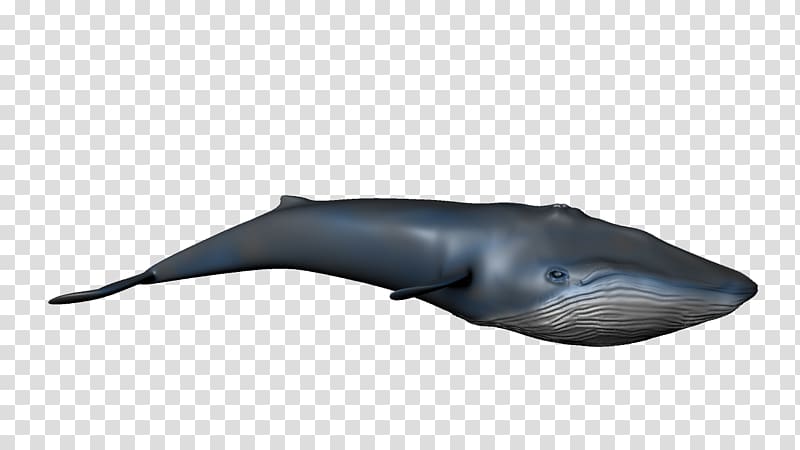 Tucuxi Sperm whale Wholphin Marine mammal, real transparent background PNG clipart