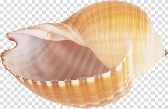 Seashell Snail Conch , Pretty conch transparent background PNG clipart