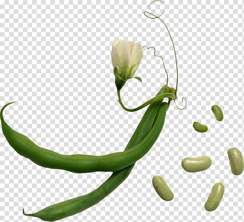 Lima bean Vegetable Green bean Herb, black beans transparent background PNG clipart