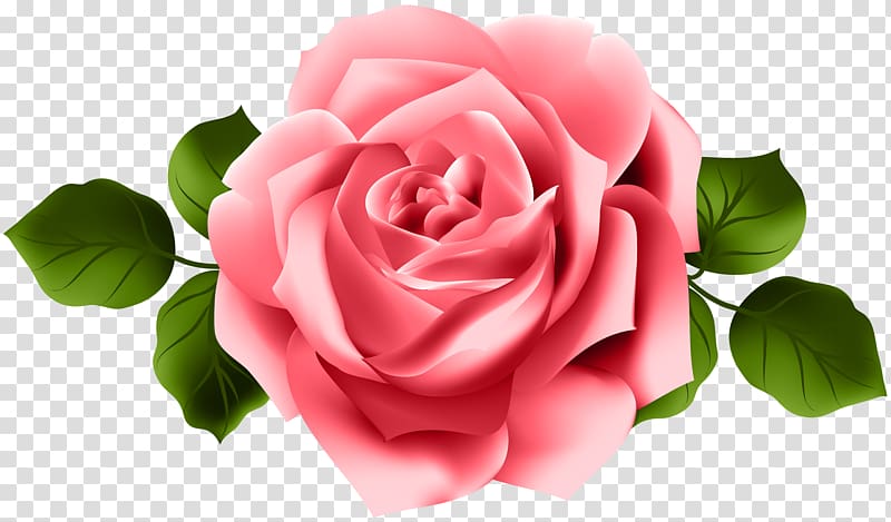 Garden roses Pink , Ungu transparent background PNG clipart