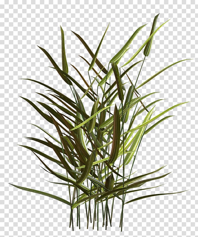 Dracaena Houseplant Plant stem Flower, plant transparent background PNG clipart