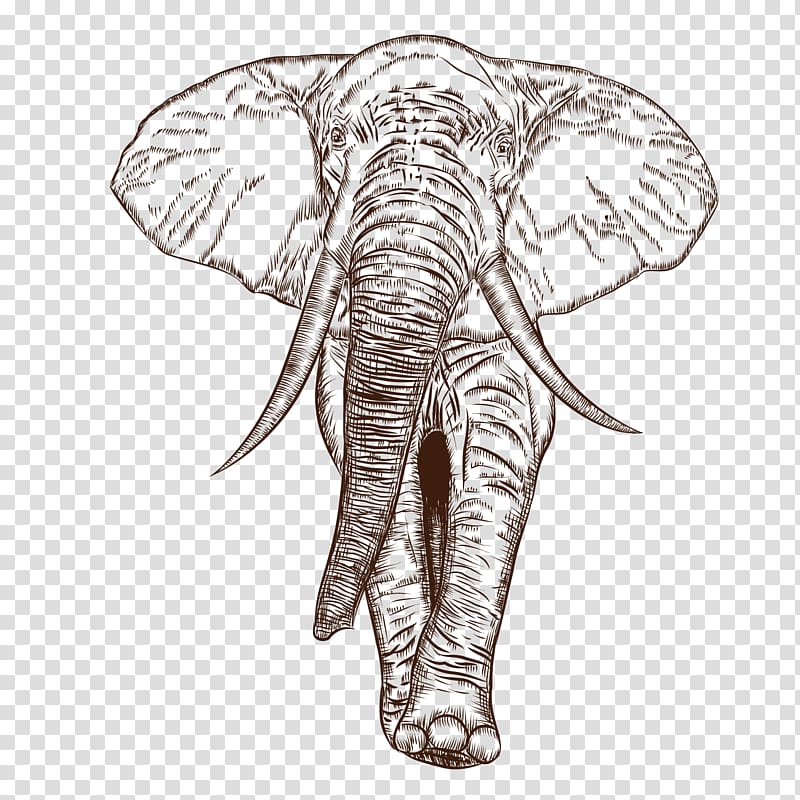 African elephant Indian elephant Drawing, African elephant transparent background PNG clipart