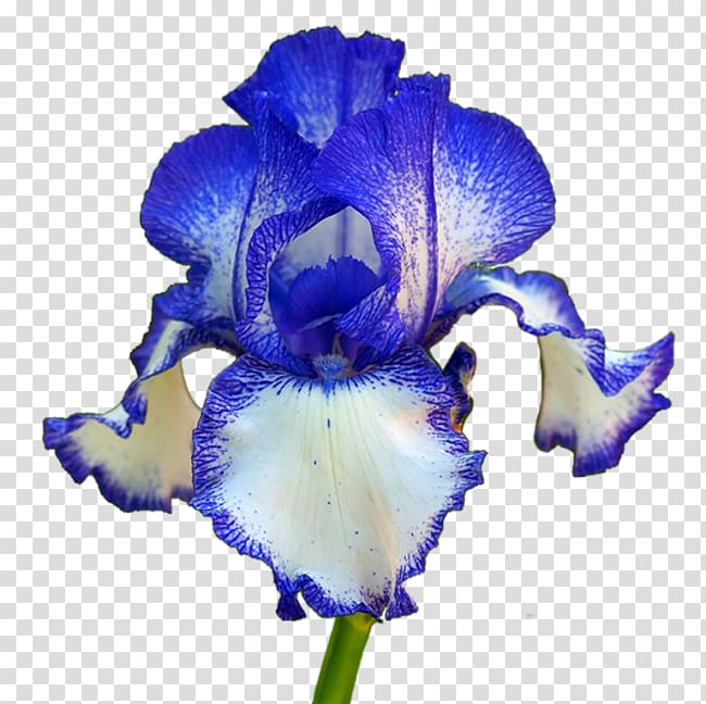 Orris root Flower Iris croatica Plant Iris germanica, Beauty Things transparent background PNG clipart