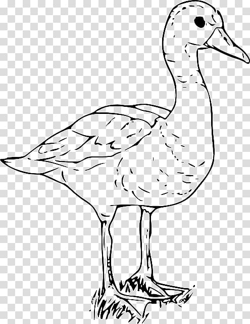 Duck American Pekin Goose , Black And White Funny Cartoon Of Ducks transparent background PNG clipart