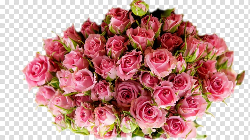 Garden roses Herbal tea Магазин китайского чая NewTea.ua Cabbage rose, tea transparent background PNG clipart