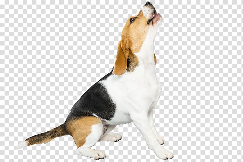 Beagle-Harrier Puppy Dog breed Pet, flea transparent background PNG clipart