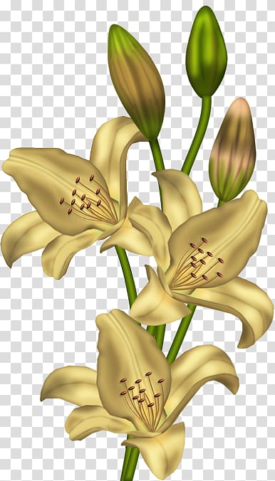 Lilium \'Stargazer\' Flower Yellow , others transparent background PNG clipart