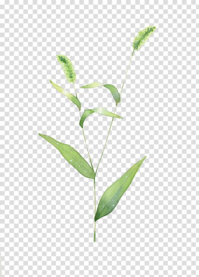 Setaria viridis Dog Tail, Dog\'s tail grass transparent background PNG clipart
