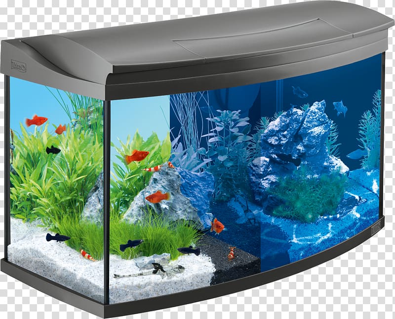 Aquarium Goldfish Tetra Liter Paludarium, Aquarium transparent background PNG clipart
