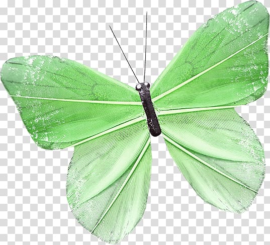 Butterfly Nymphalidae Moth, Green Butterfly Free to pull the material transparent background PNG clipart