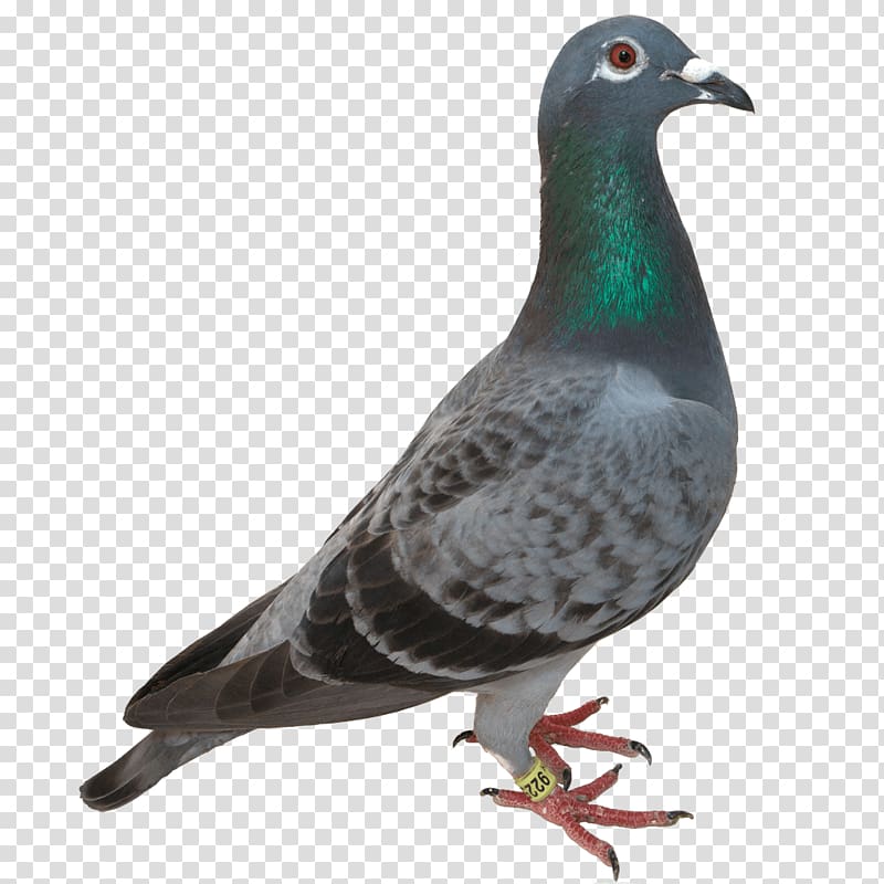 black and grey pigeon, Pigeon Green Head transparent background PNG clipart