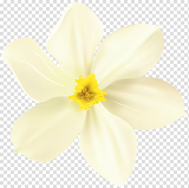 Narcissus Close-up, flower spring transparent background PNG clipart