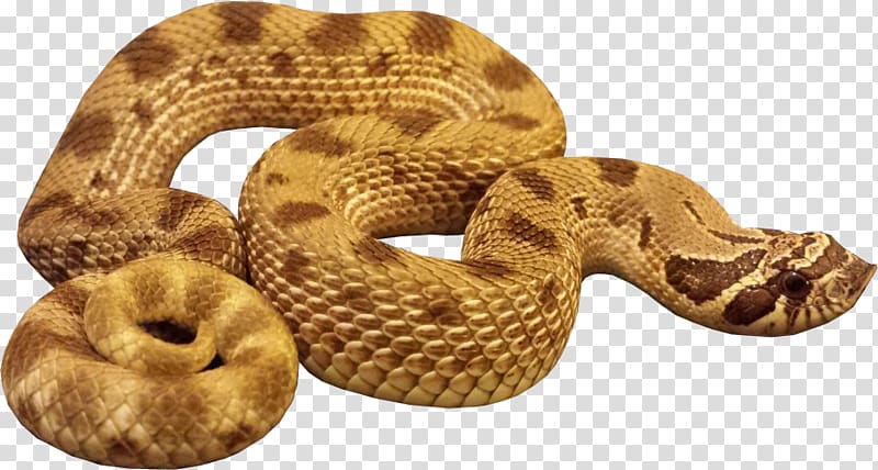 brown and beige snake, Anaconda transparent background PNG clipart