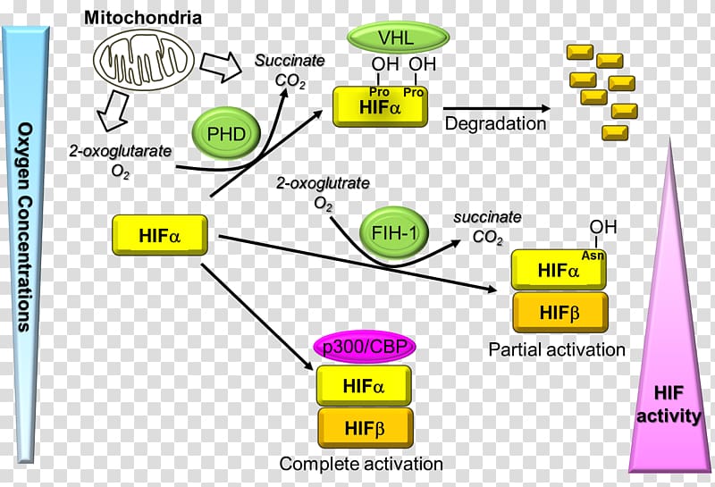 Hypoxia-inducible factors EGLN1 HIF1A Von Hippel–Lindau tumor suppressor Von Hippel–Lindau disease, RANDALL transparent background PNG clipart