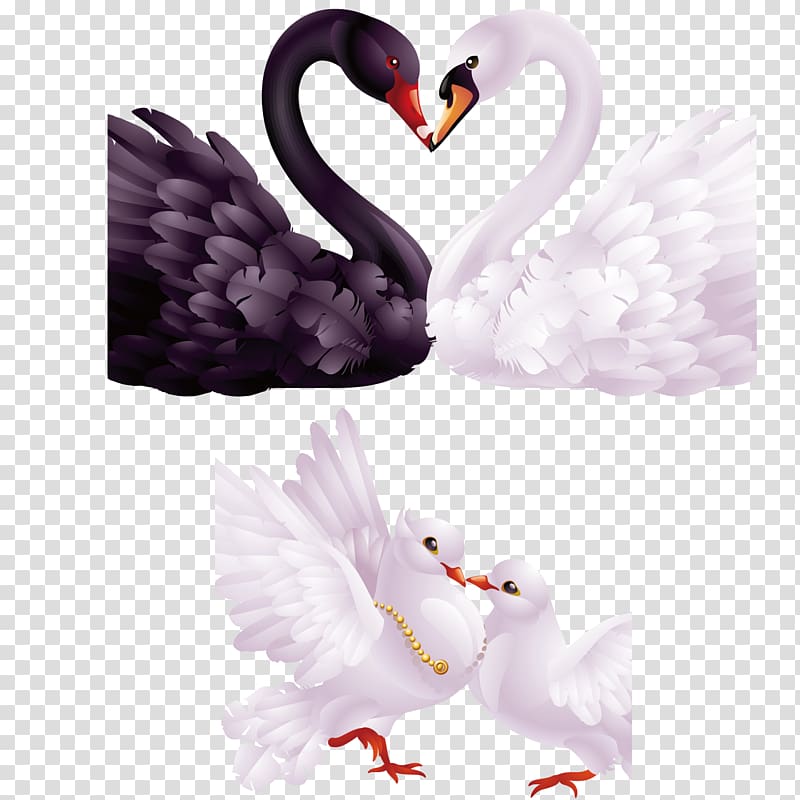Black swan , Creative romantic love theme swan transparent background PNG clipart
