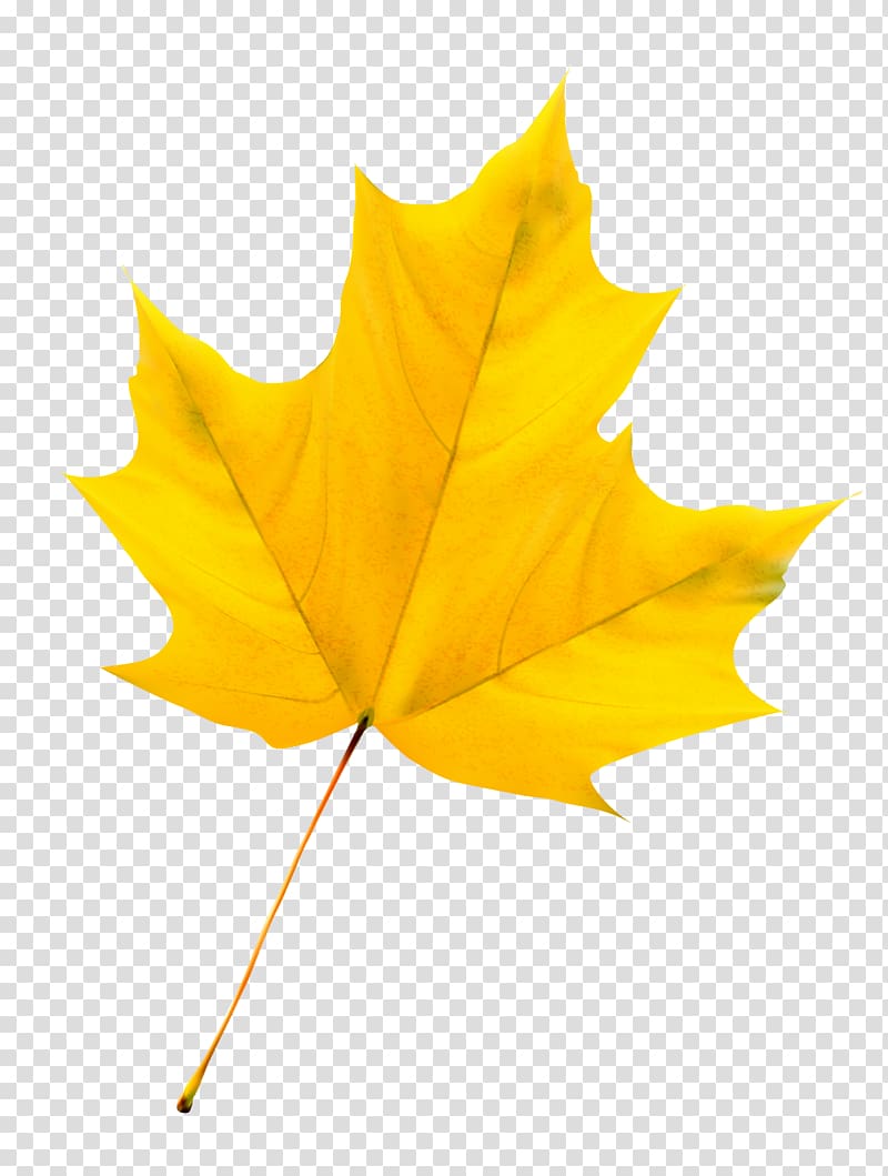 Maple leaf, Colorful autumn leaves design material transparent background PNG clipart