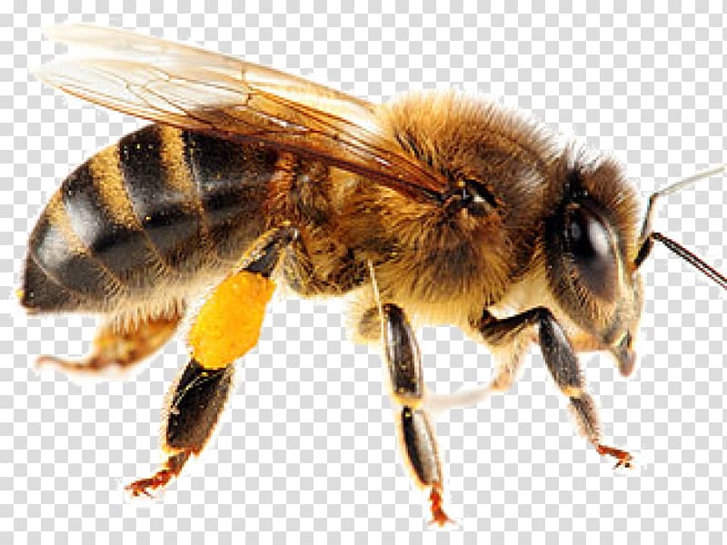 brown honey bee illustration, Honey bee Insect Swarming Yellowjacket, bee transparent background PNG clipart