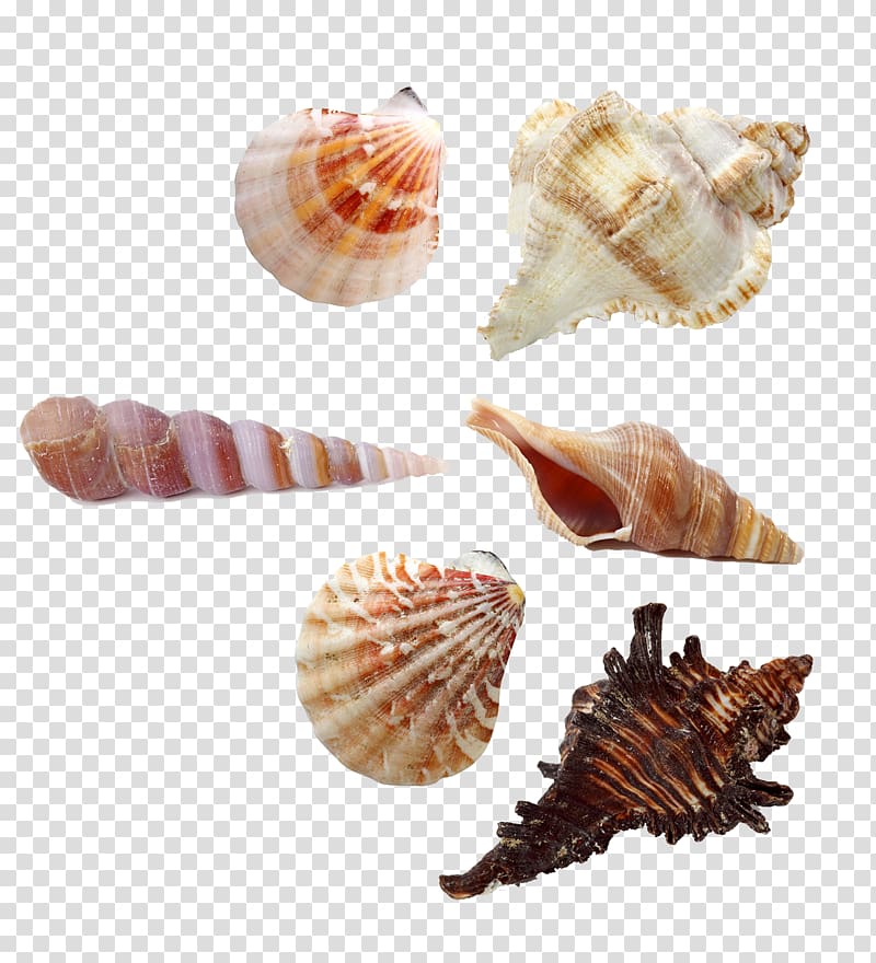 Seashell Sand Starfish .xchng, seaside transparent background PNG clipart
