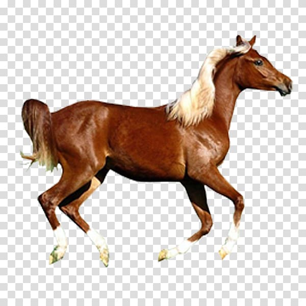 brown horse illustration, Arabian horse Konik Pony Wild horse, horse transparent background PNG clipart