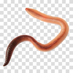 Worms transparent background PNG clipart