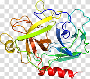 Leaf Art Line , Leaf transparent background PNG clipart thumbnail