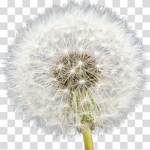 Dandelion Seed Head Puffball transparent background PNG clipart thumbnail