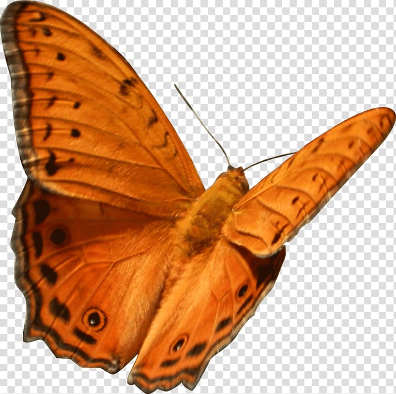 Monarch butterfly Gossamer-winged butterflies Moth Brush-footed butterflies, butterfly transparent background PNG clipart