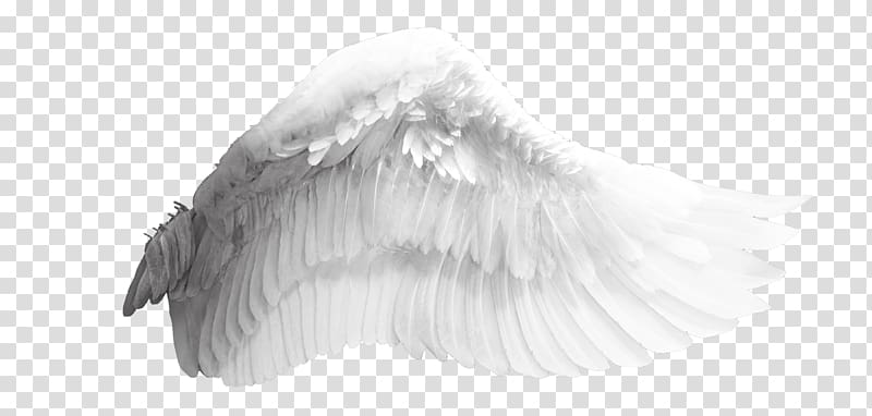 Wing Bird, Angel wings, white angel wing transparent background PNG clipart  | HiClipart