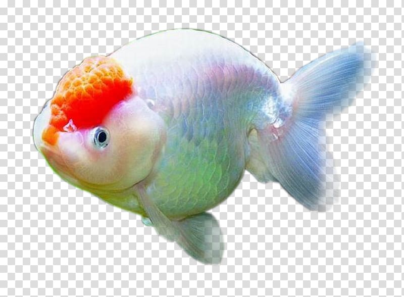 Goldfish , fish transparent background PNG clipart