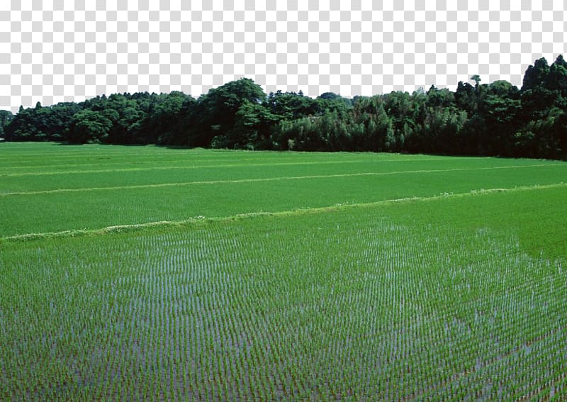 Paddy Field Oryza sativa Rice Information, Green rice paddies transparent background PNG clipart
