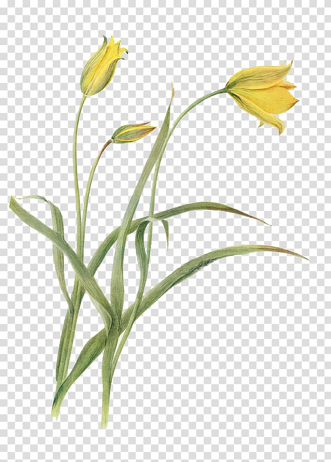yellow tulip flowers illustration, Flower Botany Tulip Botanical illustration Illustration, Watercolor flowers transparent background PNG clipart