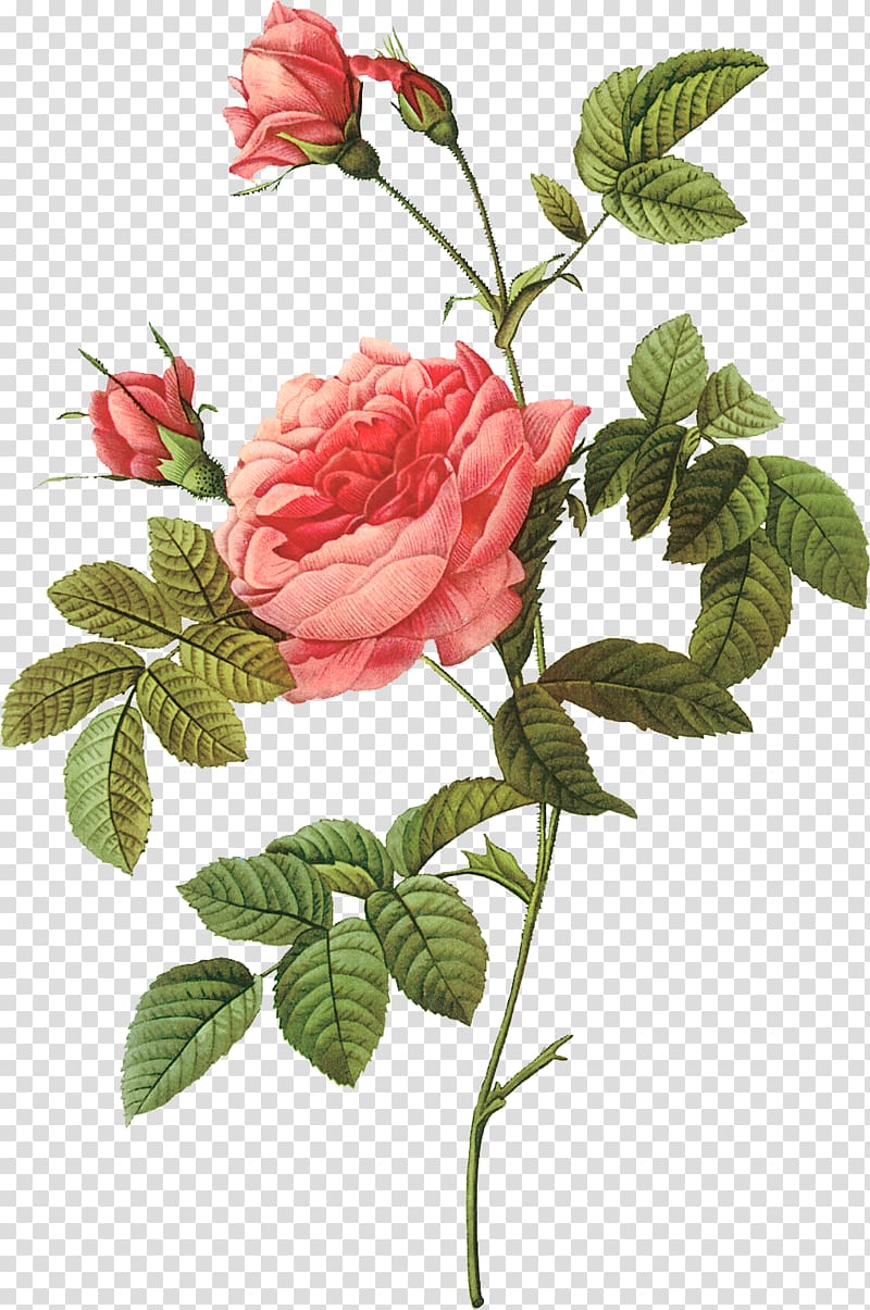 pink roses in bloom illustration, Pierre-Joseph Redoutxe9 (1759-1840) Rose Painter Printing Lithography, Hand-painted roses illustration transparent background PNG clipart