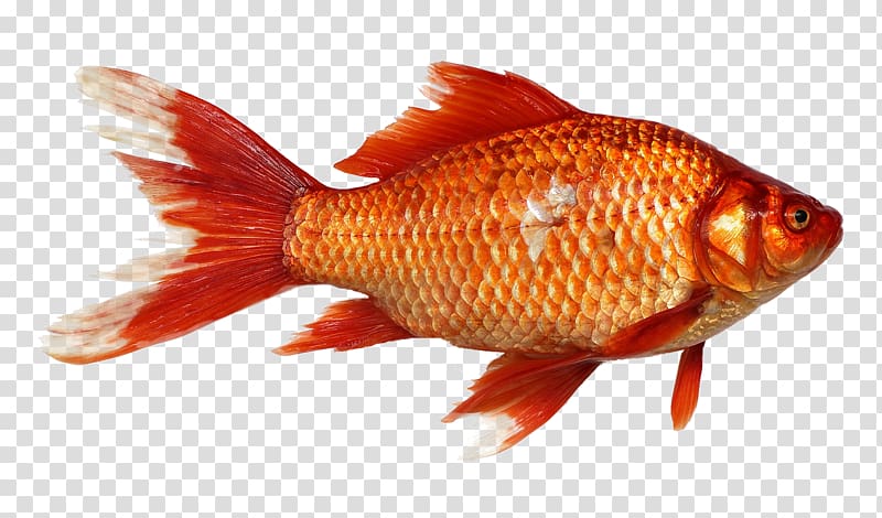 Goldfish Carp, carp transparent background PNG clipart