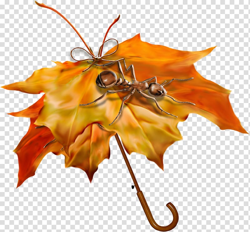 Autumn Umbrella, insect transparent background PNG clipart