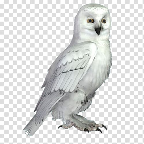 Little Owl Bird Snowy owl Long-eared Owl, owl transparent background PNG clipart