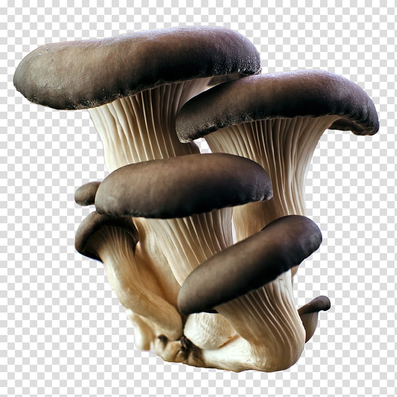 Oyster Mushroom Food Common mushroom, mushroom transparent background PNG clipart