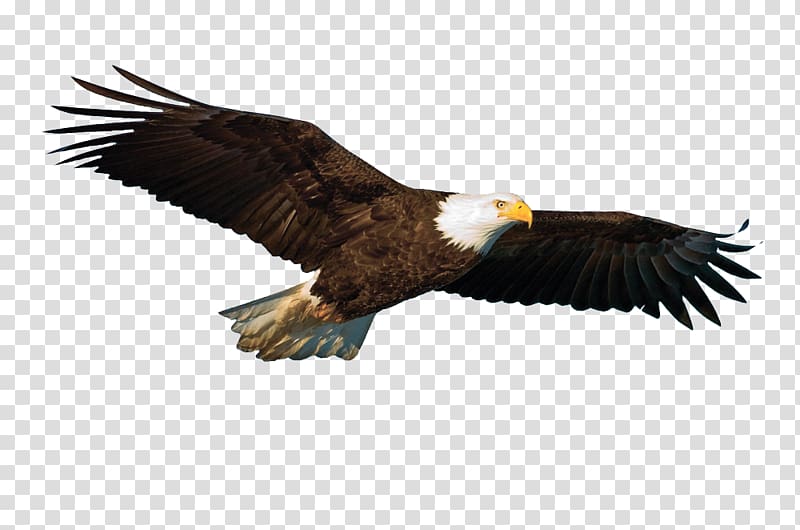 Rock dove Bird Flight Parrot Hawk, eagle transparent background PNG clipart