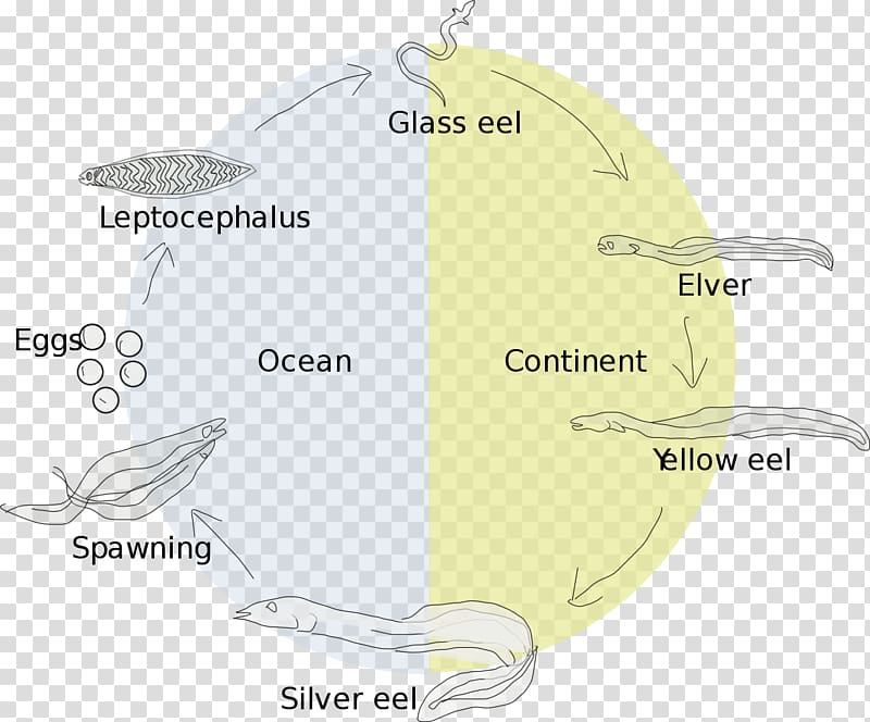 European eel Eel life history Biological life cycle Leptocephalus, sea transparent background PNG clipart