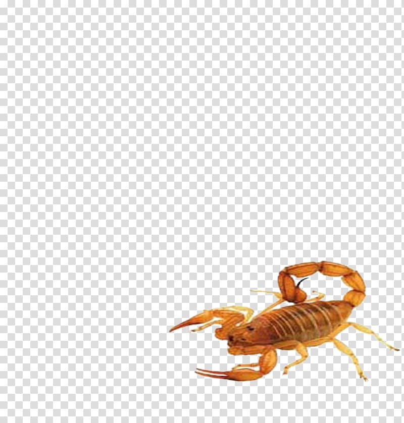 Scorpion Insect Animal, Scorpions transparent background PNG clipart